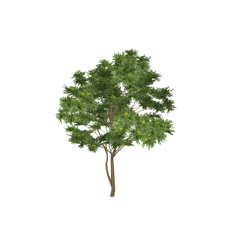 treeae04