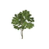 treeae04