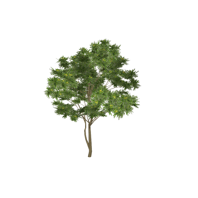 treeae04