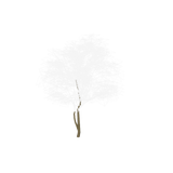 treeae04