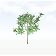 treeo001