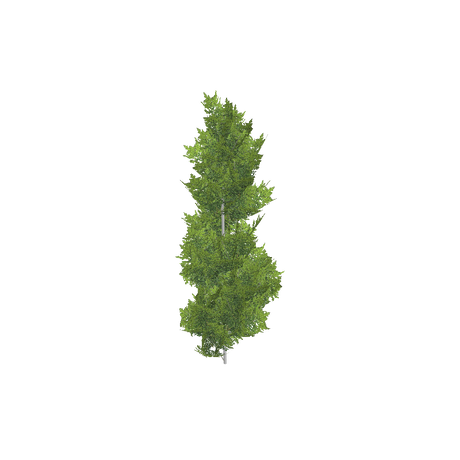 treeq003