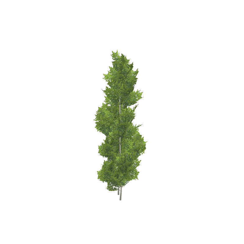 treeq004