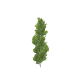 treeq004