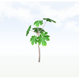 treeq007