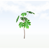 treeq007