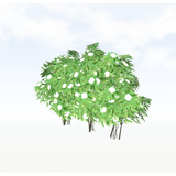 treeq008