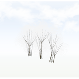 treeq008