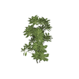 treeq010