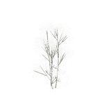 treeq010
